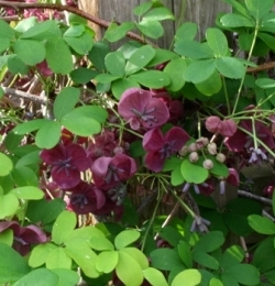 Purple Five-leaf Akebia, Chocolate Vine, Akebia quinata